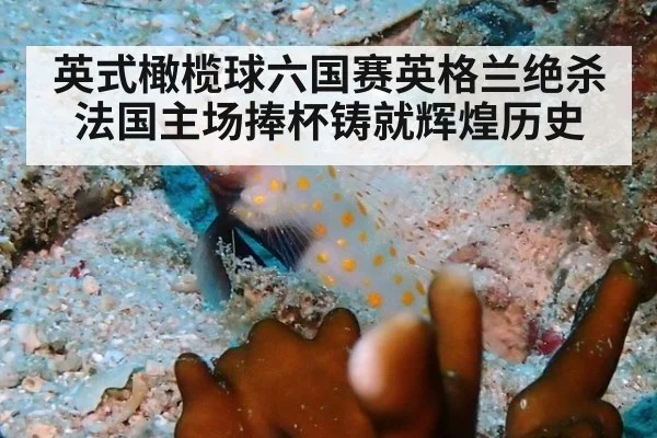英式橄榄球六国赛英格兰绝杀法国主场捧杯铸就辉煌历史